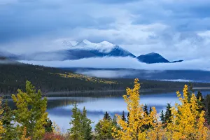 Expansive Gallery: Autumnal Quaking aspen tree (Populus tremuloides) at Nares Lake, with Montana Mountain beyond