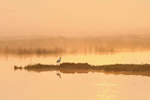 Avocet (Recurvirostra avosetta) in mist on grazing marsh at dawn, Thames Estuary