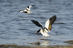 Avocet (Recurvirostra avosetta) trying to drive Shelduck (Tadorna tadorna) pair away