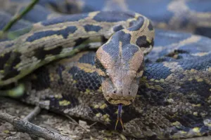 Axel Gomille Prints: Indian python print, Rajasthan, India