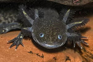 Amphibia Gallery: Axolotl (Ambystoma mexicanum) captive, occurs in Mexico