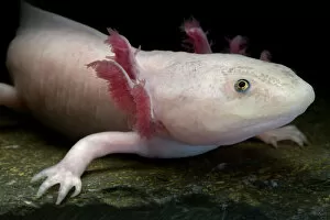 Amphibia Gallery: Axolotl / Mexican salamander (Ambystoma mexicanum), white or leucistic form, critically
