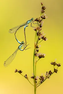 Azure / common coenagrion damselflies (Coenagrion puella) pair mating, Meeth Quarry Azure / common coenagrion damselflies (Coenagrion puella) pair mating, Meeth Quarry