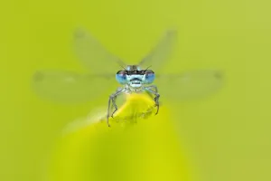 Azure damselfly (Coenagrion puella) resting on leaf. Cornwall, England, UK. July Azure damselfly (Coenagrion puella) resting on leaf. Cornwall, England, UK. July