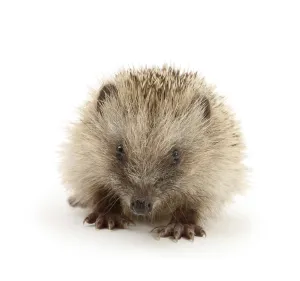 Baby Hedgehog (Erinaceus europaeus), against white background Baby Hedgehog (Erinaceus europaeus), against white background