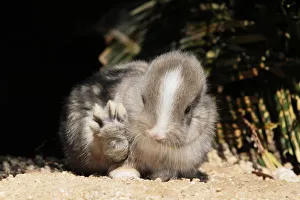 Baby rabbit with back paw raised, Okunoshima Rabbit Island, Takehara, Hiroshima Baby rabbit with back paw raised, Okunoshima Rabbit Island, Takehara, Hiroshima