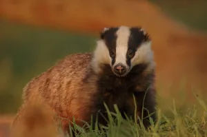 Badger (Meles meles) adult in evening light, Derbyshire, UK. 2020VISION Book Plate Badger (Meles meles) adult in evening light, Derbyshire, UK. 2020VISION Book Plate