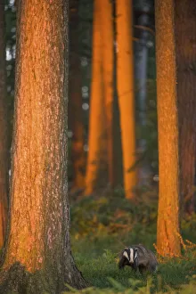 Badger (Meles meles) adult in pine forest at sunset, Derbyshire, UK, June Badger (Meles meles) adult in pine forest at sunset, Derbyshire, UK, June