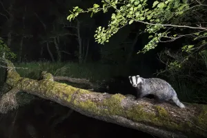 Badger (Meles meles) crossing a burn in alder woodland, Glenfeshie, Cairngorms National Park Badger (Meles meles) crossing a burn in alder woodland, Glenfeshie, Cairngorms National Park