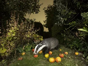 Badger (Meles meles) eating apples in urban garden. Sheffield, England, UK. October Badger (Meles meles) eating apples in urban garden. Sheffield, England, UK. October