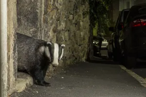 Badger (Meles meles) emerging through gateway in wall at night. In urban area, Sheffield Badger (Meles meles) emerging through gateway in wall at night. In urban area, Sheffield