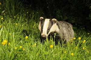 Images Dated 16th June 2009: Badger (Meles meles) portrait, standing in field of Buttercups. Mid Devon, England, June
