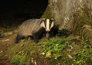 Badger (Meles meles) standing at base of tree at night, Mid Devon, England, August Badger (Meles meles) standing at base of tree at night, Mid Devon, England, August