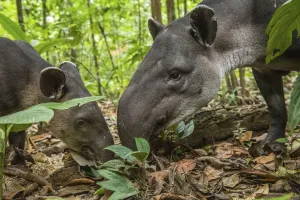 Bairds tapir female (Tapirus bairdii) with calf, rainforest, Corcovado National Park Bairds tapir female (Tapirus bairdii) with calf, rainforest, Corcovado National Park