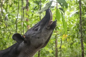 Bairds tapir (Tapirus bairdii) browsing on leaves, rainforest Bairds tapir (Tapirus bairdii) browsing on leaves, rainforest