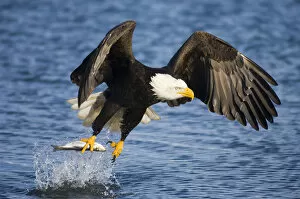 Images Dated 24th March 2006: Bald Eagle (Haliaeetus leucocephalus) taking a fish from water. Homer, Kenai Fjord