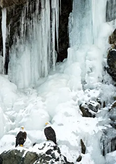 Bald eagle (Haliaeetus leucocephalus), two perched on rocks in front of frozen waterfall Bald eagle (Haliaeetus leucocephalus), two perched on rocks in front of frozen waterfall