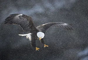 Bald eagle (Haliaeetus leucocephalus) in flight in snow, Alaska, USA, February Bald eagle (Haliaeetus leucocephalus) in flight in snow, Alaska, USA, February