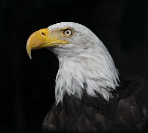 Bald Eagle (Haliaeetus leucocephalus) portrait, captive Bald Eagle (Haliaeetus leucocephalus) portrait, captive