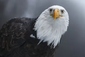 Bald Eagle (Haliaeetus leucocephalus) portrait. Southeast Alaska. December Bald Eagle (Haliaeetus leucocephalus) portrait. Southeast Alaska. December