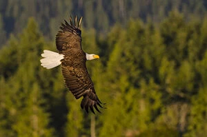 Images Dated 4th August 2012: Bald eagle (Haliaeetus leucocephalus washingtoniensis), in flight at sunset, Vancouver Island