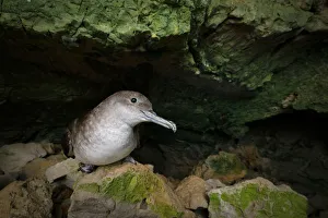 Balearic shearwater (Puffinus mauretanicus) at night inside a breeding colony cave Balearic shearwater (Puffinus mauretanicus) at night inside a breeding colony cave