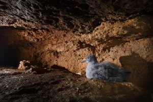Balearic shearwater (Puffinus mauretanicus) chick in breeding colony inside a coastal Balearic shearwater (Puffinus mauretanicus) chick in breeding colony inside a coastal