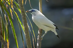 Starlings Gallery: Bali Myna Collection