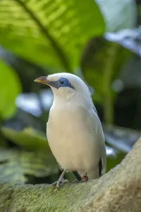 Starlings Gallery: Bali Myna Collection