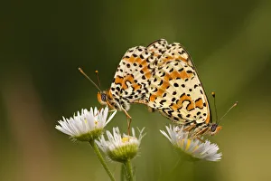 Balkan fritillary butterflies (Boloria graeca) mating, Djerdap National Park, Serbia Balkan fritillary butterflies (Boloria graeca) mating, Djerdap National Park, Serbia