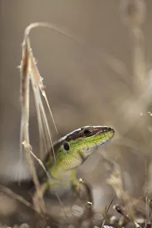 Balkan wall lizard (Podarcis taurica) Stenje region, Galicica National Park, Macedonia Balkan wall lizard (Podarcis taurica) Stenje region, Galicica National Park, Macedonia