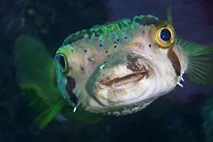 Balloonfish (Diodon holocanthus), Cabo Pulmo National Park, Sea of Cortez (Gulf of California) Balloonfish (Diodon holocanthus), Cabo Pulmo National Park, Sea of Cortez (Gulf of California)