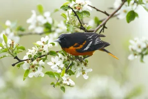 Baltimore Oriole (Icterus galbula) male foraging in apple blossom in spring, New York Baltimore Oriole (Icterus galbula) male foraging in apple blossom in spring, New York