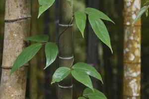 Bamboo, Daxueshan National Recreational Forest, Taiwan Bamboo, Daxueshan National Recreational Forest, Taiwan