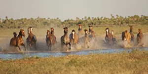 A band of semi-feral Quarter mares and foals running across a creek, Estancia Don Amerigo A band of semi-feral Quarter mares and foals running across a creek, Estancia Don Amerigo