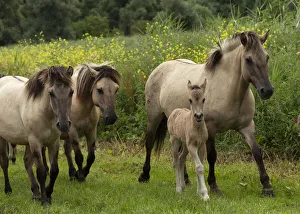 A band of wild konik horses walking with newborn foal, Oostvaardersplassen Nature Reserve A band of wild konik horses walking with newborn foal, Oostvaardersplassen Nature Reserve