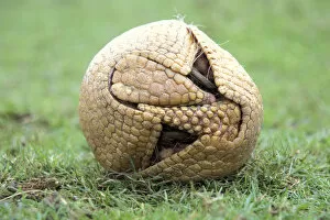 Weird and Ugly Creatures Gallery: Three banded armadillo {Tolypeutes tricinctus} in defensive ball. Captive, UK