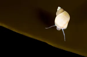 Images Dated 5th October 2008: Banded chink shell (Lacuna vincta) on Kelp leaf, Saltstraumen, Bod, Norway, October 2008
