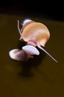 Banded chink shell (Lacuna vincta) swimming, Saltstraumen, Bod, Norway, October 2008 Banded chink shell (Lacuna vincta) swimming, Saltstraumen, Bod, Norway, October 2008
