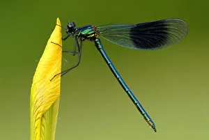 Banded demoiselle {Calopteryx splendens}, Tamar lakes, Cornwall. UK Banded demoiselle {Calopteryx splendens}, Tamar lakes, Cornwall. UK