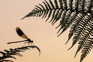 Banded demoiselle (Calopteryx splendens) male silhouetted on a fern, Lower Tamar Lakes Banded demoiselle (Calopteryx splendens) male silhouetted on a fern, Lower Tamar Lakes