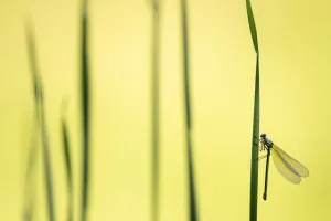 Banded demoiselle damselfly (Calopteryx splendens) female roosting amongst reeds Banded demoiselle damselfly (Calopteryx splendens) female roosting amongst reeds