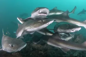 Banded houndshark (Triakis scyllium) group above sea floor Banded houndshark (Triakis scyllium) group above sea floor