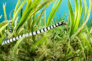 Banded sea krait (Laticauda colubrina) hunting in seagrass bed Banded sea krait (Laticauda colubrina) hunting in seagrass bed