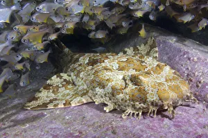 Banded wobbegong shark (Orectolobus halei) resting on reef Banded wobbegong shark (Orectolobus halei) resting on reef