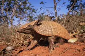 Six banded / yellow armadillo {Euphractus sexcinctus} Minas Gerais, Brazil Six banded / yellow armadillo {Euphractus sexcinctus} Minas Gerais, Brazil