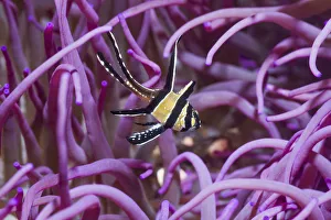 Banggai cardinalfish (Pterapogon kauderni) with a Corkscrew or Long tentacle anemone Banggai cardinalfish (Pterapogon kauderni) with a Corkscrew or Long tentacle anemone