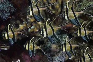 Banggai Cardinalfish (Pterapogon kauderni), a shoal sheltering against Anchor Coral Banggai Cardinalfish (Pterapogon kauderni), a shoal sheltering against Anchor Coral