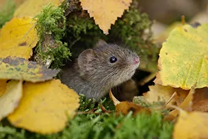 Bank vole {Clethrionomys glareolus} among autumn birch leaves, Peak District NP Bank vole {Clethrionomys glareolus} among autumn birch leaves, Peak District NP