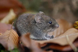 Bank vole {Clethrionomys glareolus} among autumn leaves and moss, Peak District NP